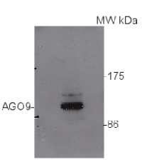 AGO9 | Argonaute 9 in the group Antibodies Plant/Algal / DNA/RNA/Cell Cycle / plant RNA at Agrisera AB (Antibodies for research) (AS10 673)